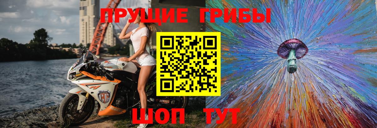 Псилоцибиновые грибы Psilocybe Нальчик